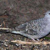 Inca Dove